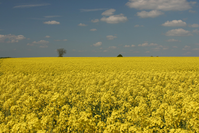 Oil Seed Rape in Summer sun